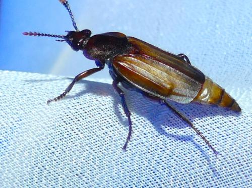 Réf. 331 498 : Necrodes littoralis